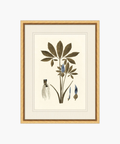 Botany Study No. 1
