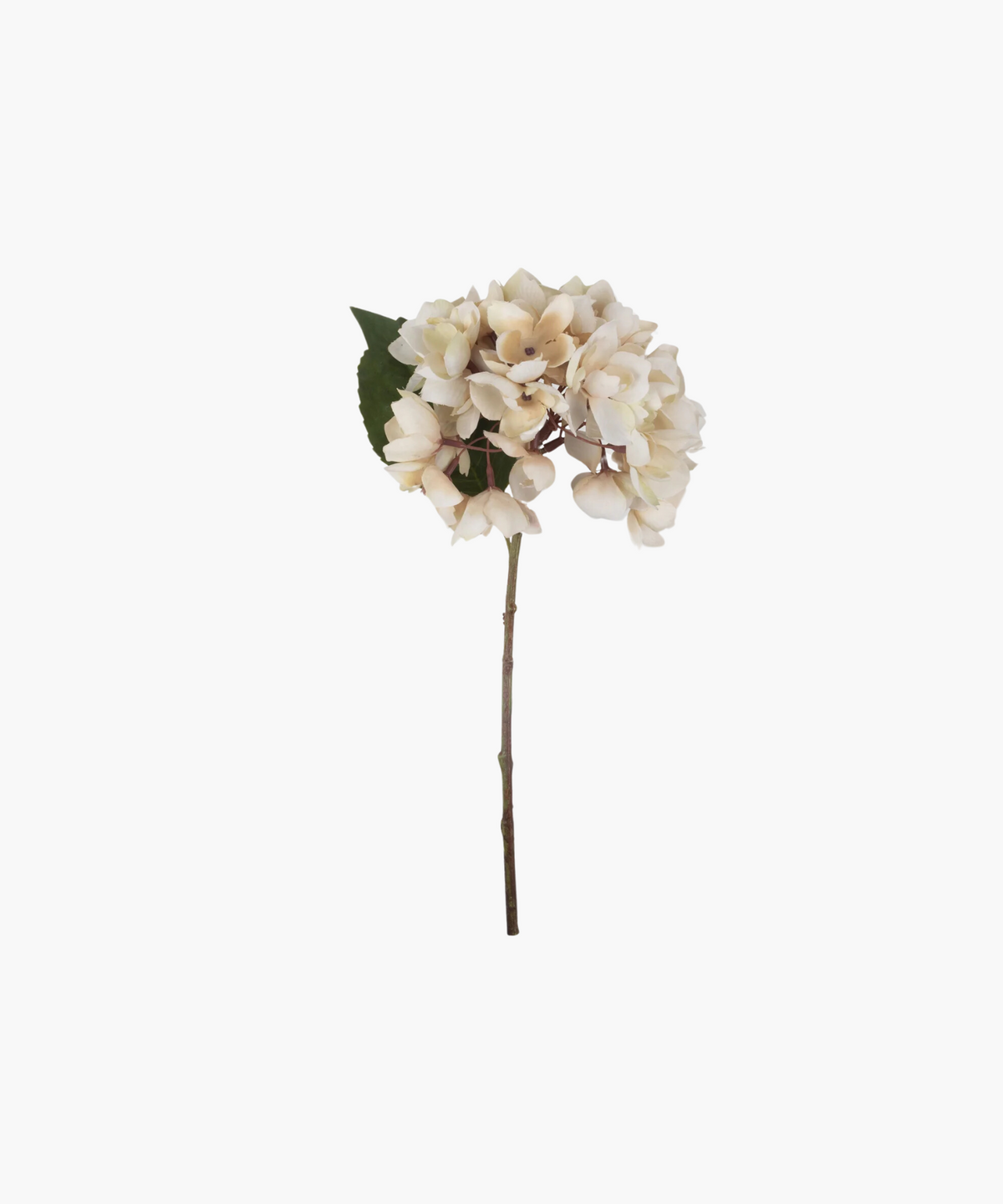 Hydrangea Morning Mist Stem