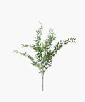 Italian Ruscus Bush