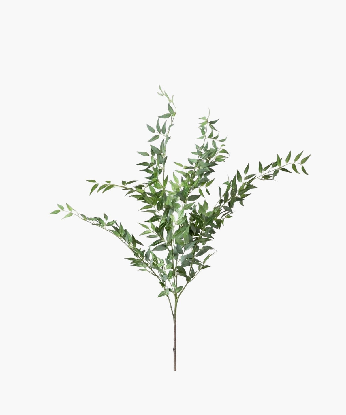 Italian Ruscus Bush