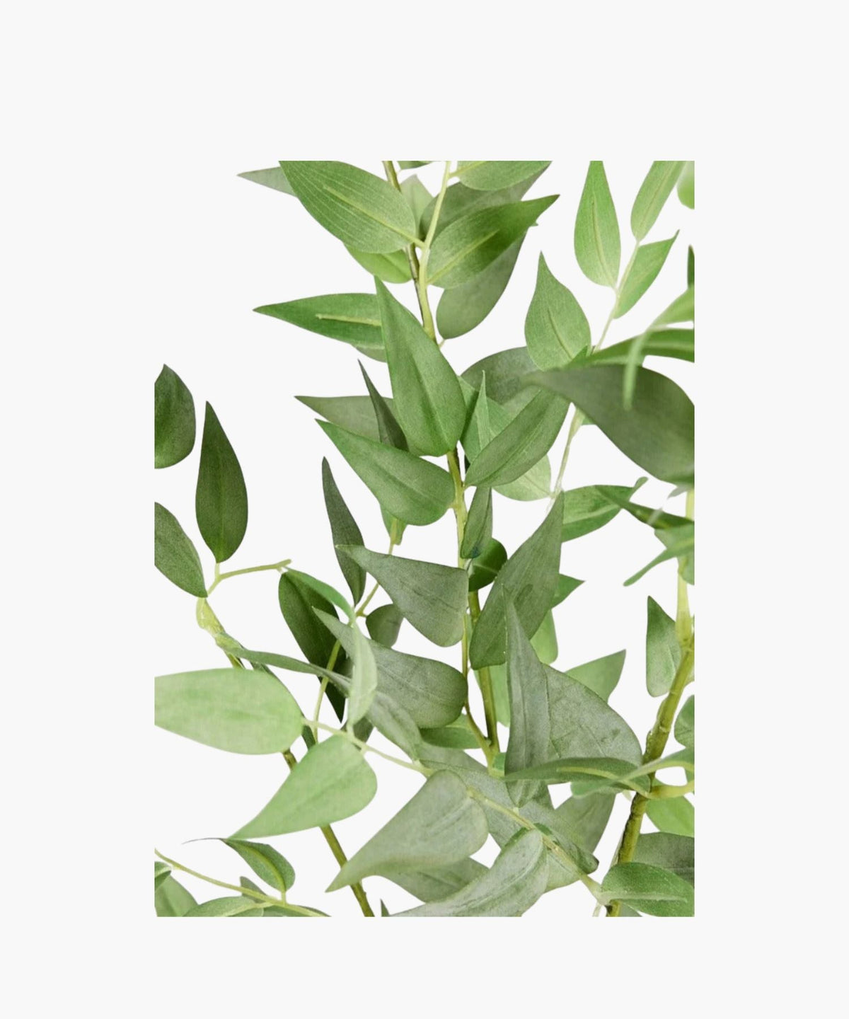 Italian Ruscus Bush