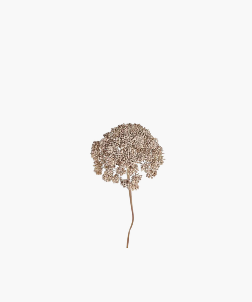 Sedum Cloud Stem