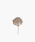 Sedum Cloud Stem
