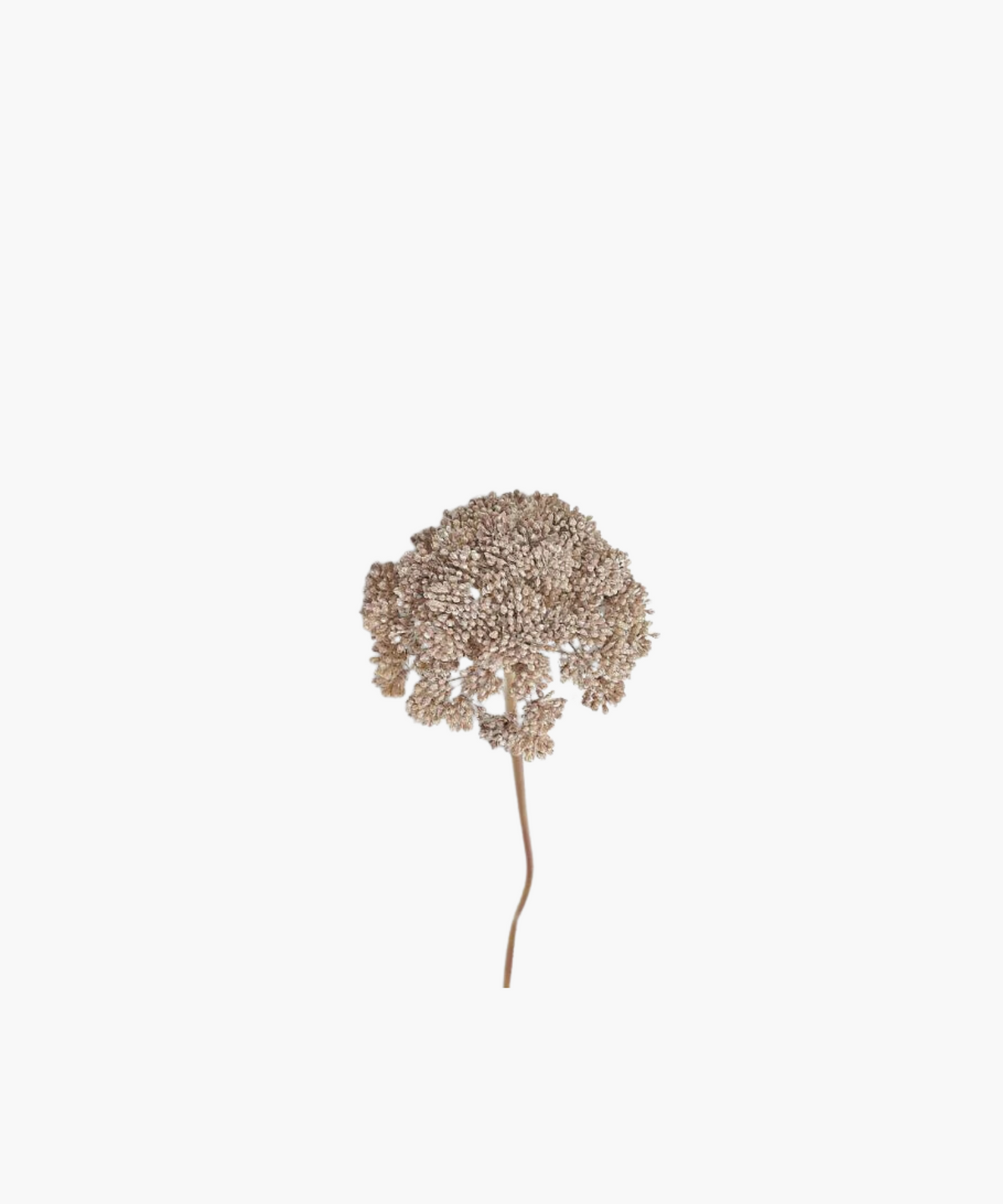 Sedum Cloud Stem