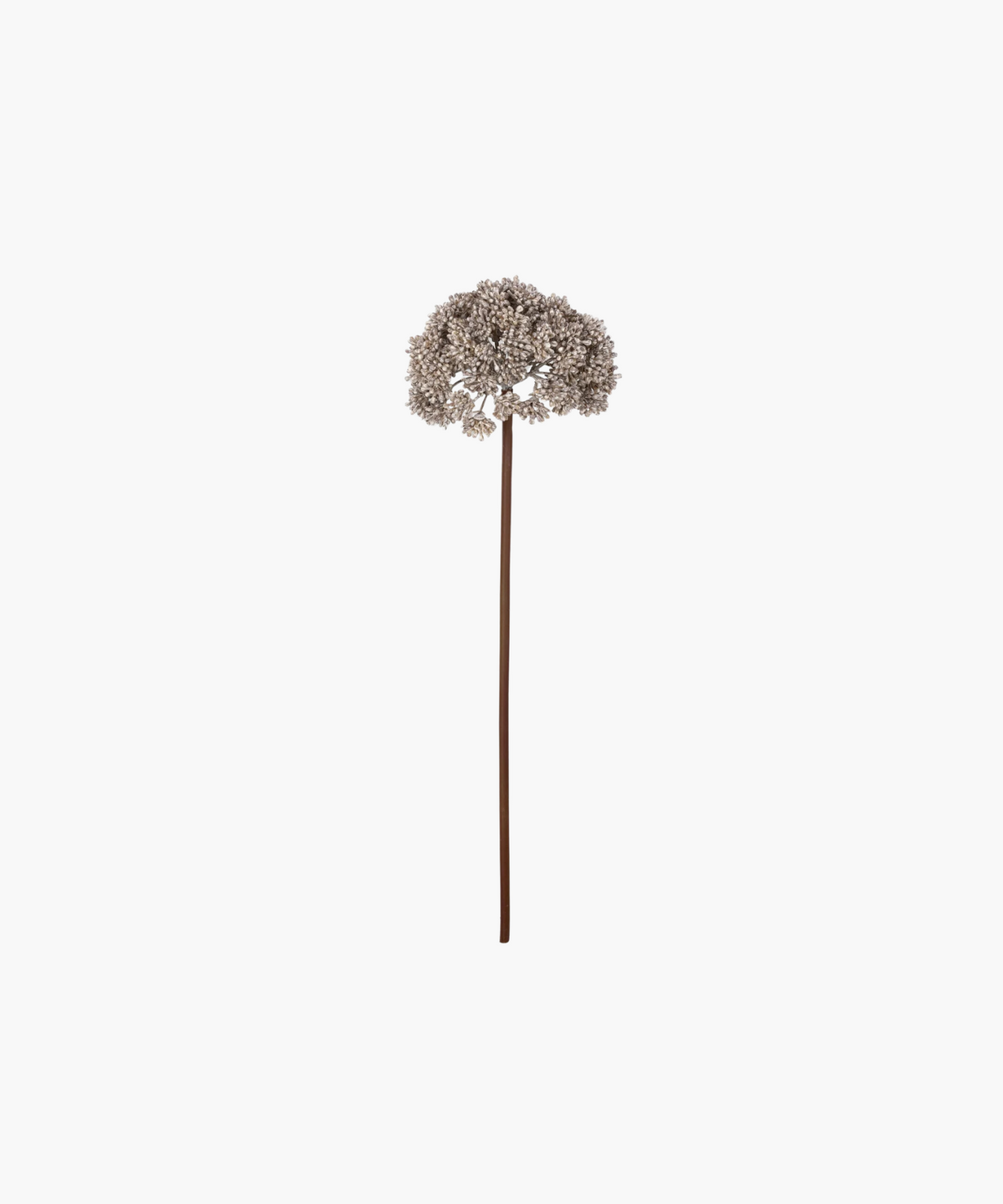 Sedum Cloud Stem