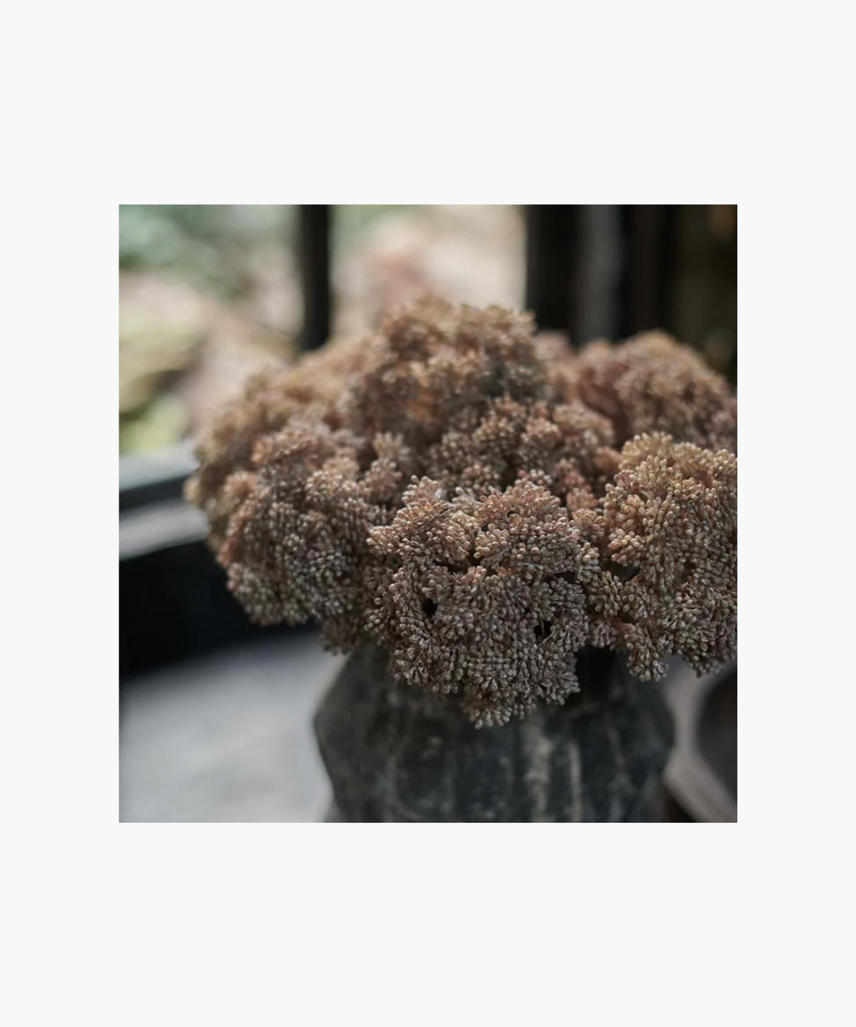 Sedum Cloud Stem