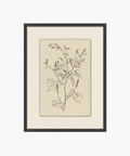 Sprouting Vine