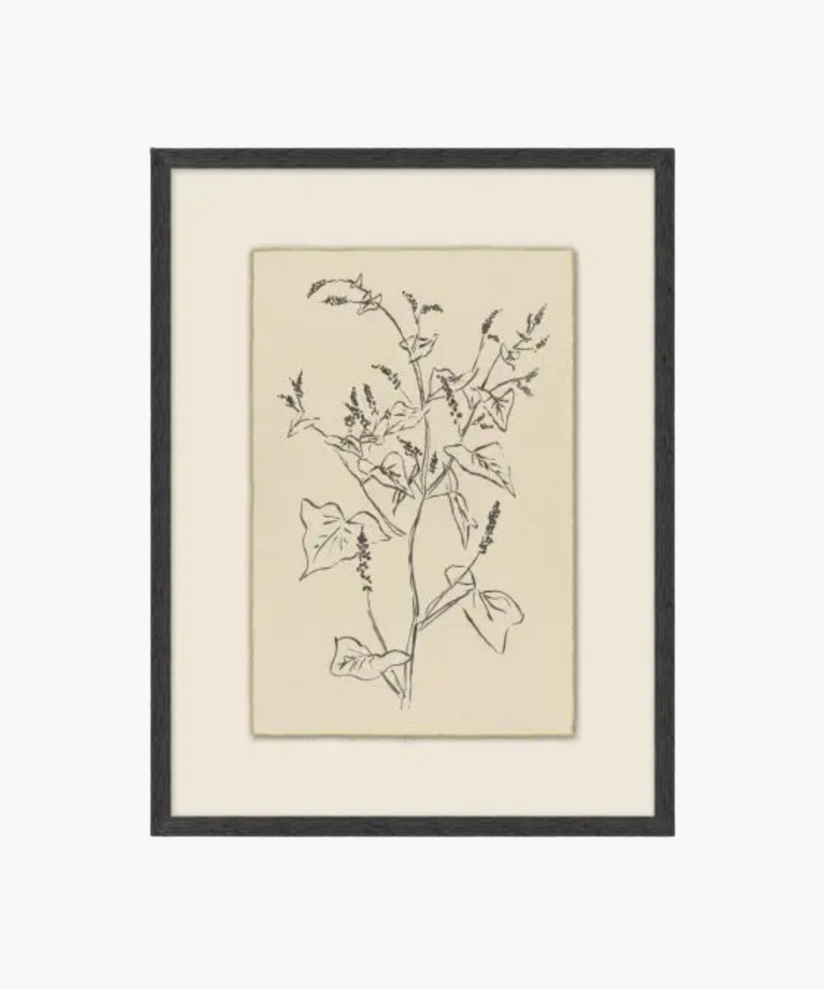 Sprouting Vine